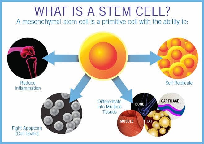 Obesity and Weight Loss Stem Cell Therapy