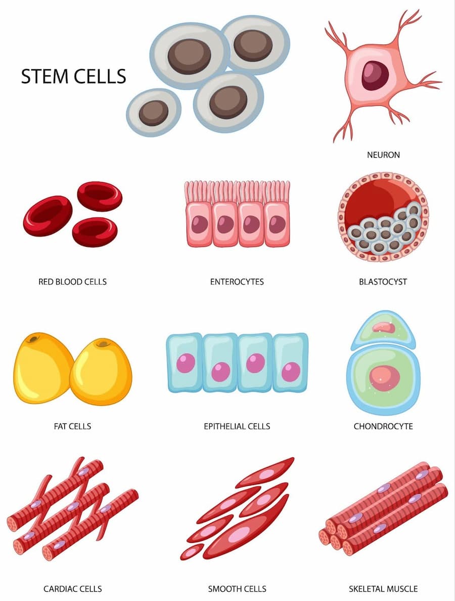 Stem Cell Treatment and Research in Italy