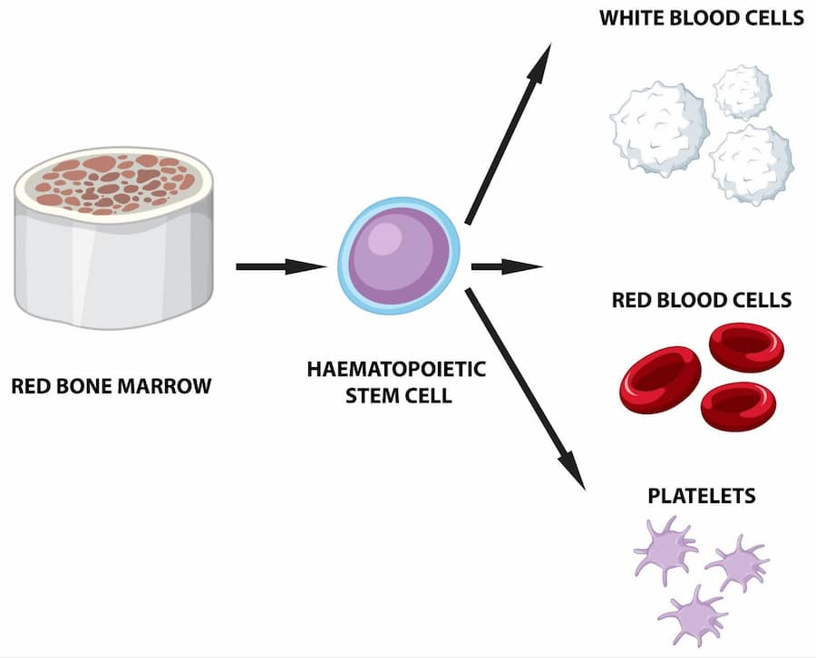 Stem Cell Treatment and Research in the UK