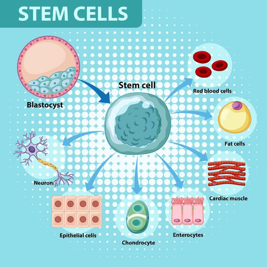 Stem Cell Treatment and Research in Ireland