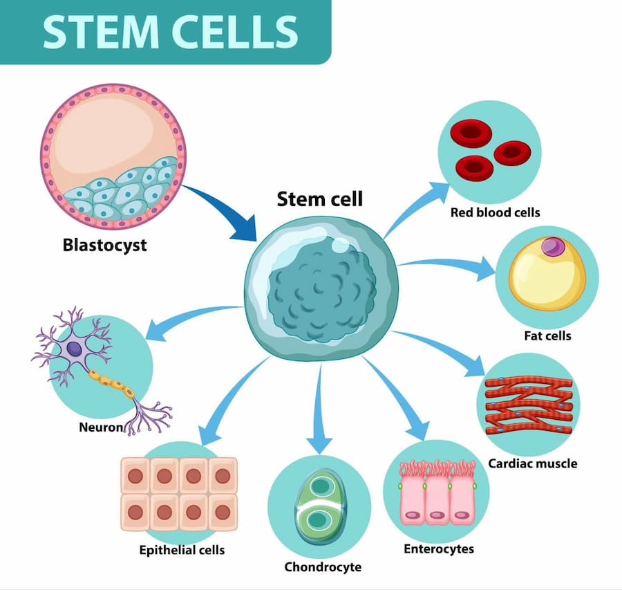 Stem Cell Treatment and Research in France