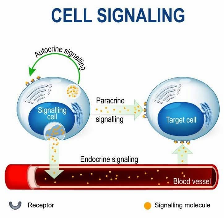 How Does Stem Cell Therapy Work