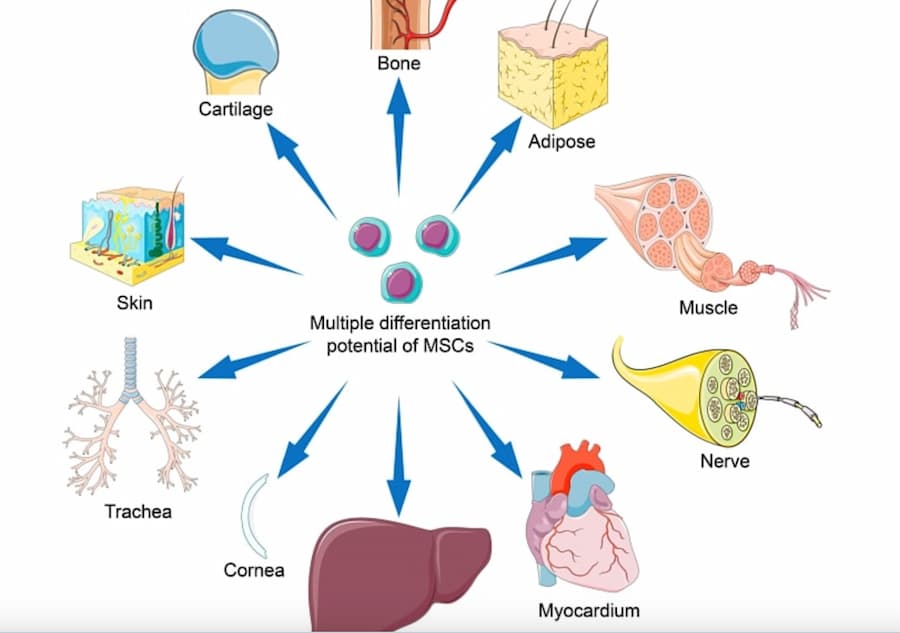 Mesenchymal Stromal Cells: A Complete Guide to Their Function and Therapeutic Applications