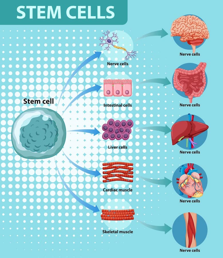 Stem Cell Therapy in Austria