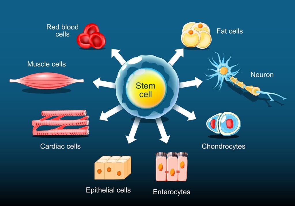 Stem Cell Therapy in Denmark