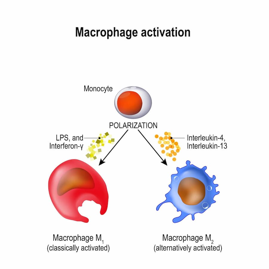 M2 Macrophages in Therapy: The Body's Defenders