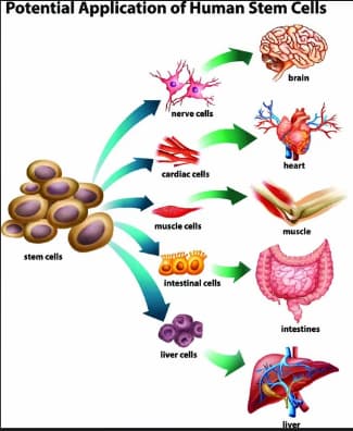 Stem Cell Therapy in the Czech Republic