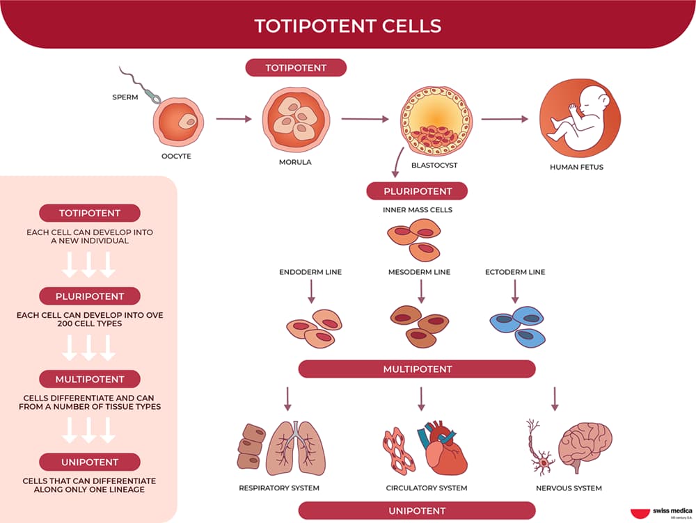 What Types of Stem Cells Are Right for the Therapy