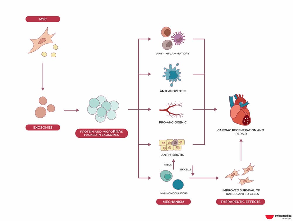 Cell-Free Therapy: The Power of Exosomes and Secretome in Regenerative Medicine