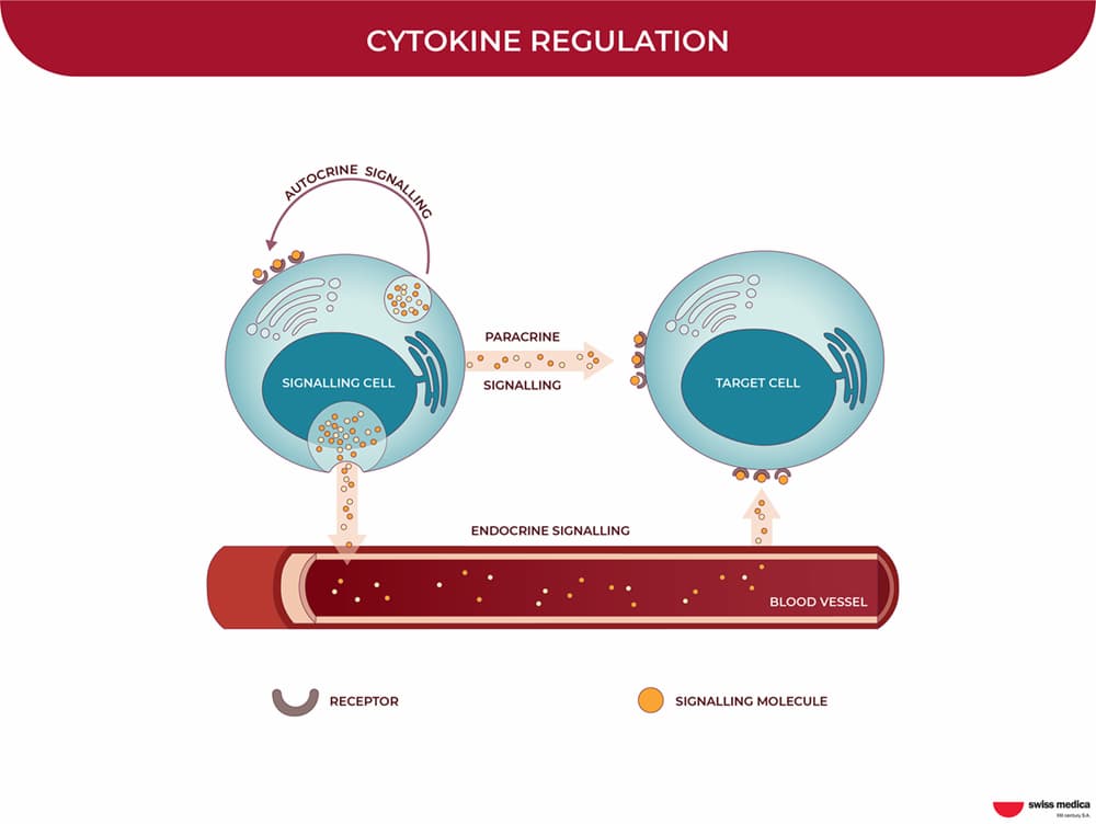 How Does Stem Cell Therapy Work