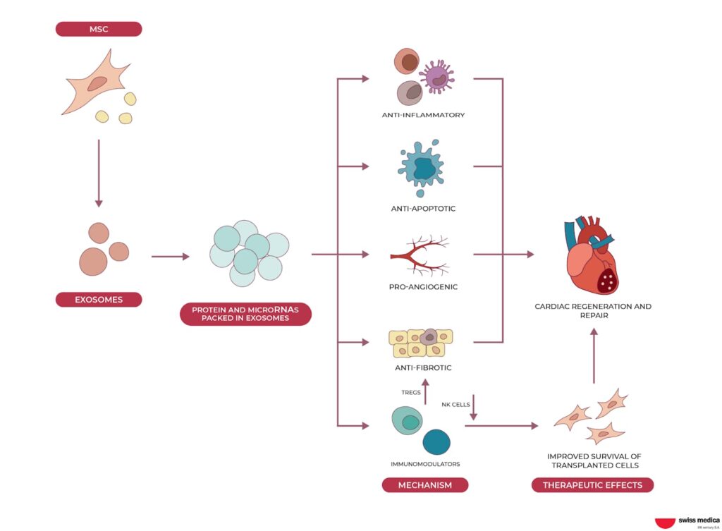 Stem cell therapy for heart attack patients