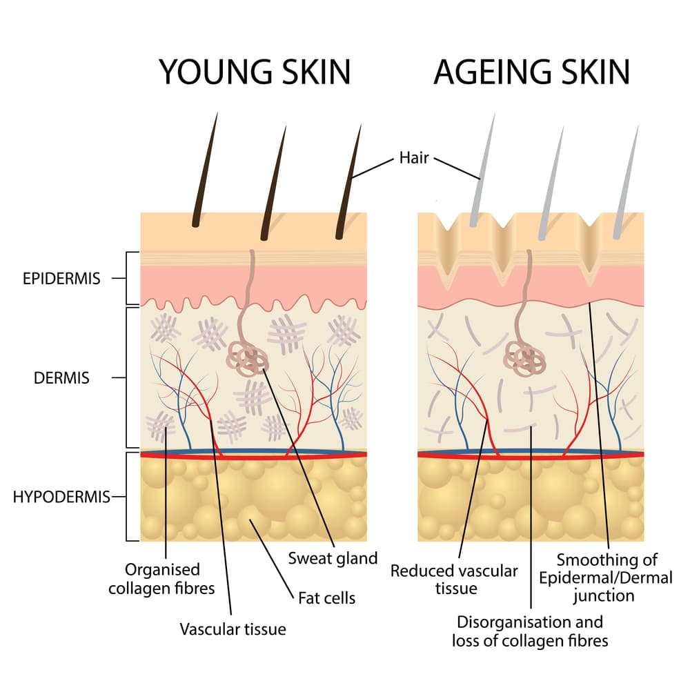 The Science of Anti-Aging: Stem Cells for Wrinkle Reduction